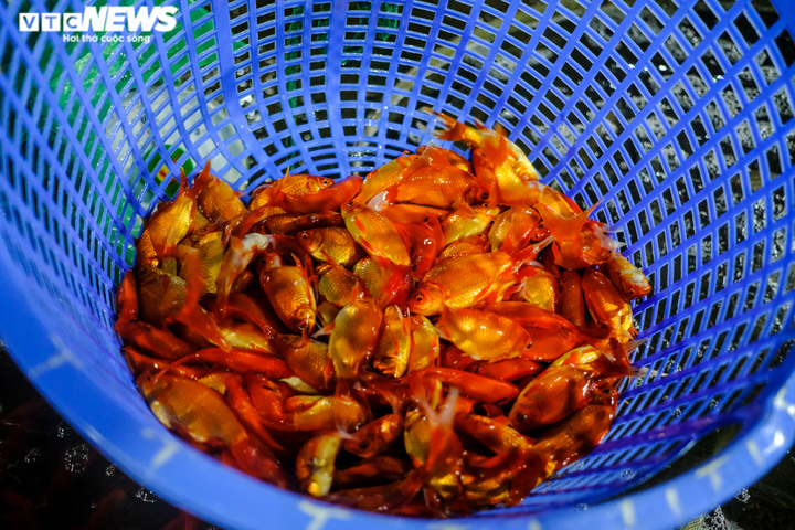 Cá chép tăng giá mạnh trong ngày tiễn ông Công, ông Táo lên trời - 5