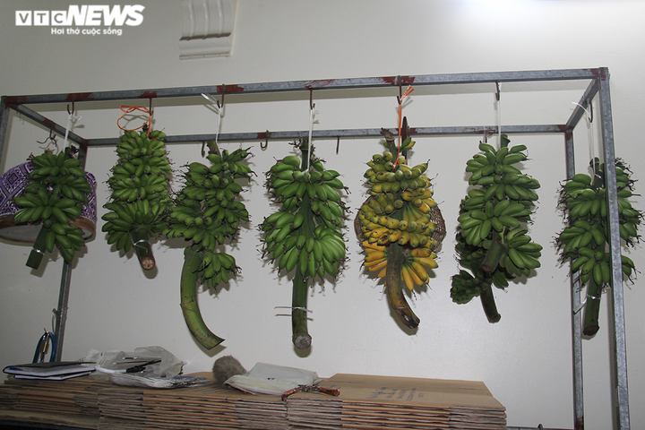 Đặc sản chuối ngự 'tiến vua' cháy hàng dịp Tết - 4