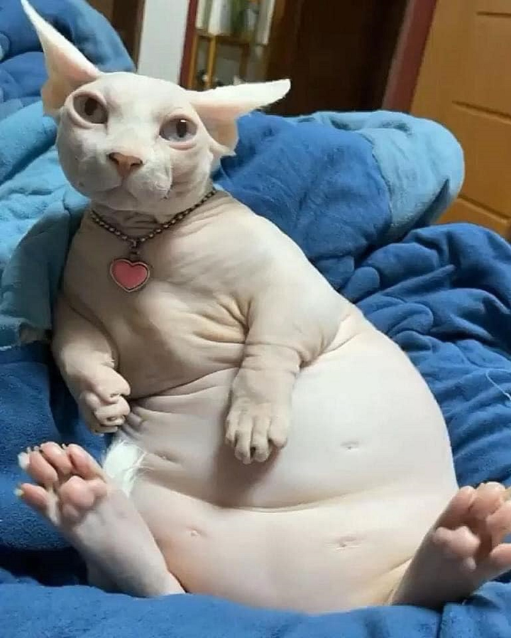 Choáng trước ngoại hình khủng của hội thú cưng khi trót ăn nhầm 'ngải heo' - 5