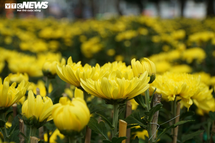 Mai, đào rực rỡ xuống phố Sài Gòn, chủ vườn lo lắng vì vắng người mua - 10