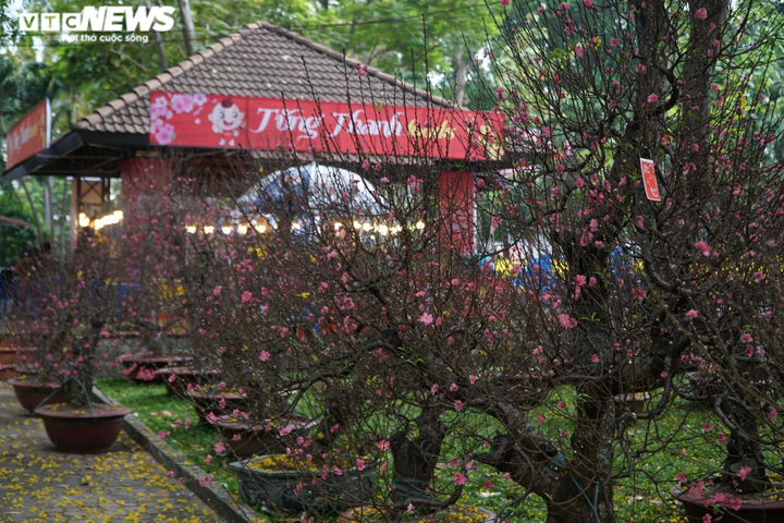 Mai, đào rực rỡ xuống phố Sài Gòn, chủ vườn lo lắng vì vắng người mua - 5