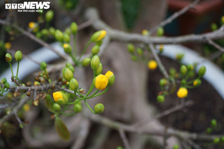 Mai, đào rực rỡ xuống phố Sài Gòn, chủ vườn lo lắng vì vắng người mua - 4