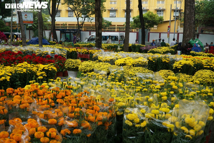 Mai, đào rực rỡ xuống phố Sài Gòn, chủ vườn lo lắng vì vắng người mua - 1