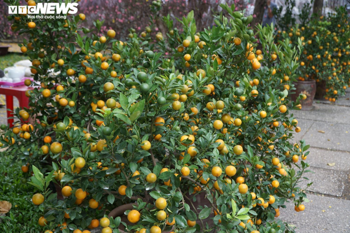 Mai, đào rực rỡ xuống phố Sài Gòn, chủ vườn lo lắng vì vắng người mua - 13