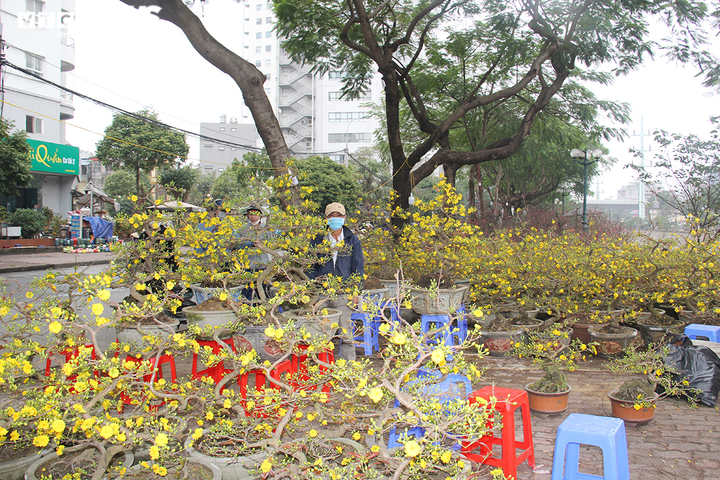 Hoa, cây cảnh Tết giảm giá mạnh vẫn ế ẩm, tiểu thương lo lắng ngóng khách mua - 1