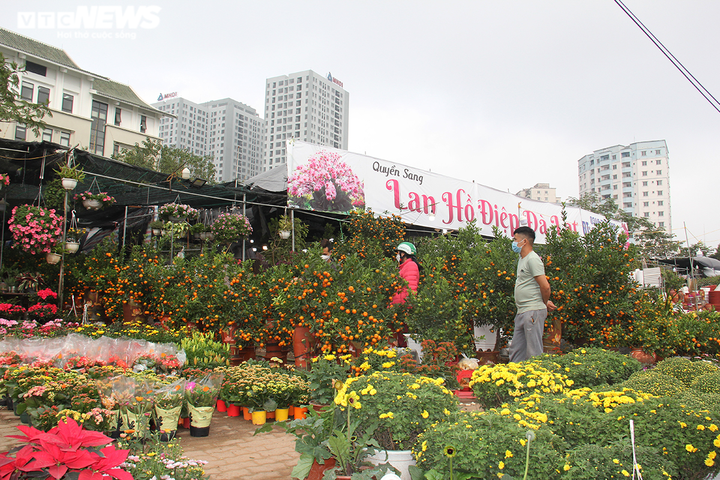 Hoa, cây cảnh Tết giảm giá mạnh vẫn ế ẩm, tiểu thương lo lắng ngóng khách mua - 12