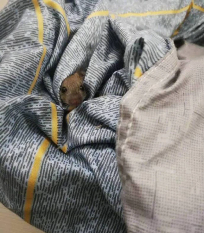 Trở lại phòng sau Tết, xỉu ngang khi thấy 'bạn trọ mới' và 'khách không mời' - 2