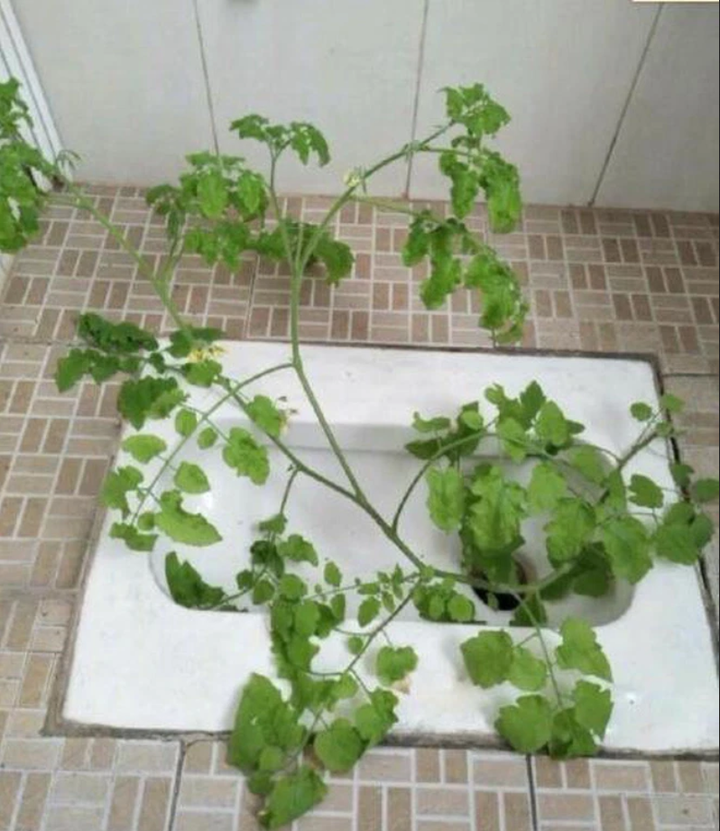 Trở lại phòng sau Tết, xỉu ngang khi thấy 'bạn trọ mới' và 'khách không mời' - 3