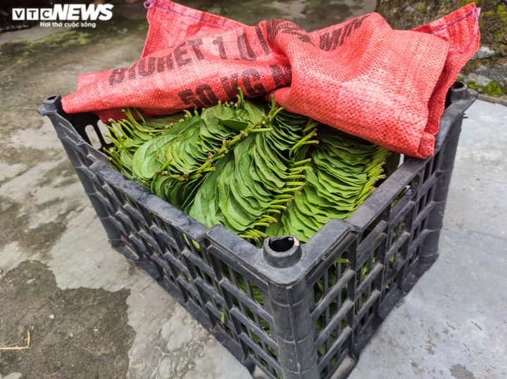 Ảnh: Làng trầu không tiến vua hối hả 'đếm lá, thu tiền' - 10