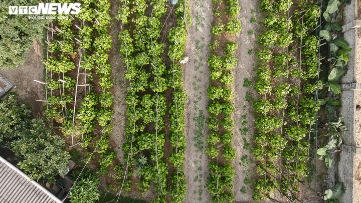 Ảnh: Làng trầu không tiến vua hối hả 'đếm lá, thu tiền' - 11