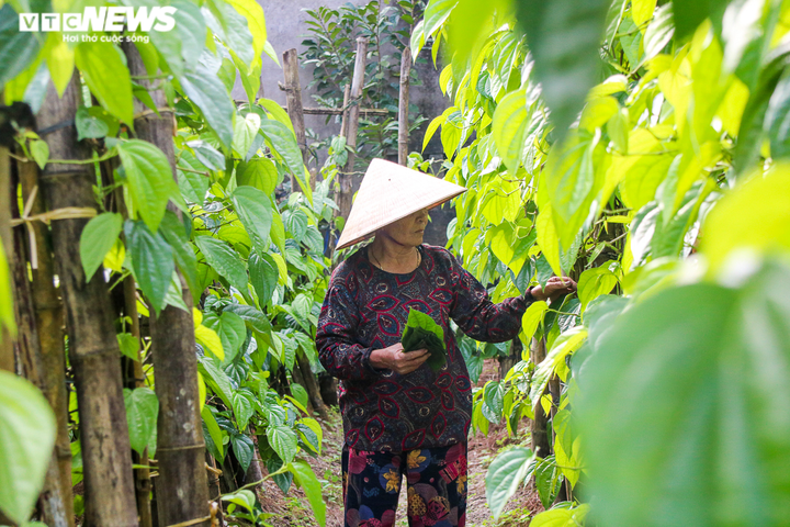 Ảnh: Làng trầu không tiến vua hối hả 'đếm lá, thu tiền' - 2