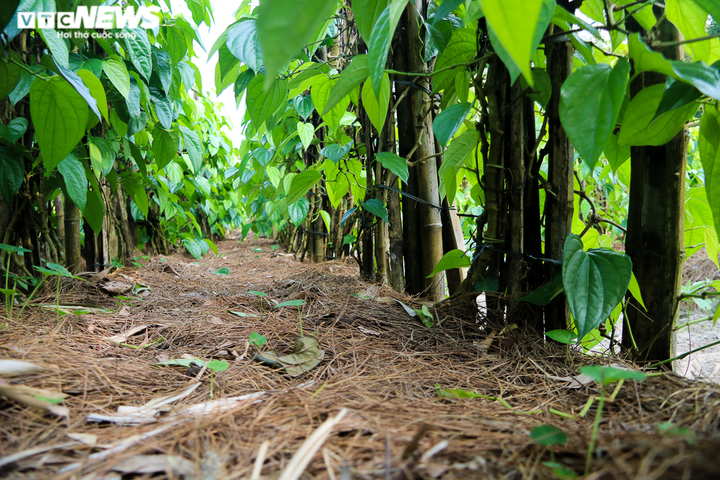 Ảnh: Làng trầu không tiến vua hối hả 'đếm lá, thu tiền' - 6