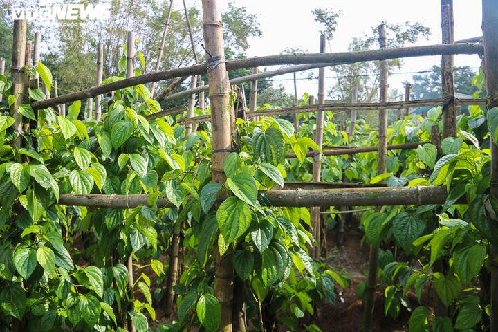 Ảnh: Làng trầu không tiến vua hối hả 'đếm lá, thu tiền' - 7