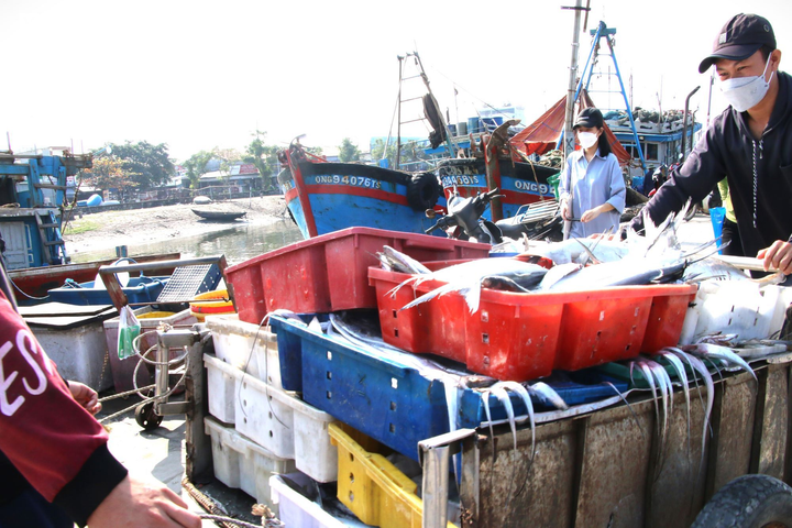Ảnh: Cảng cá lớn nhất miền Trung tấp nập ngày giáp Tết - 7
