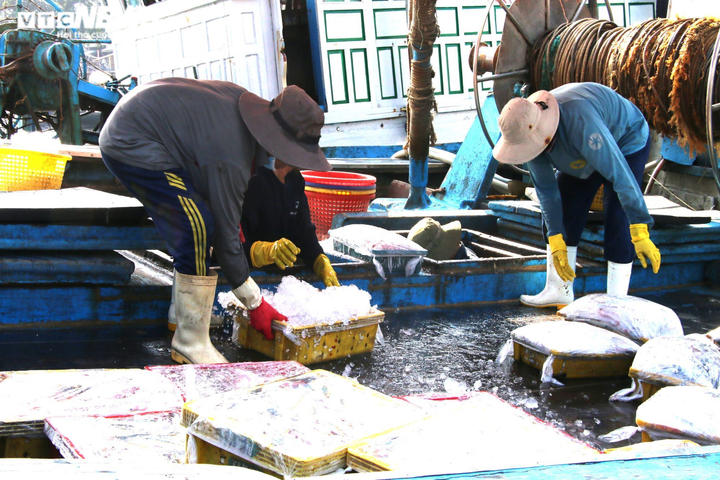 Ảnh: Cảng cá lớn nhất miền Trung tấp nập ngày giáp Tết - 4