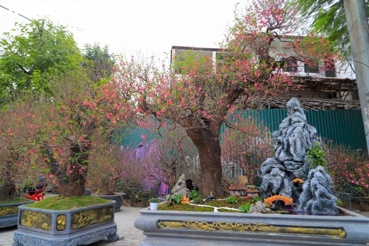 Mãn nhãn với những cây cảnh độc lạ dịp Tết Nhâm Dần 2022 - 3