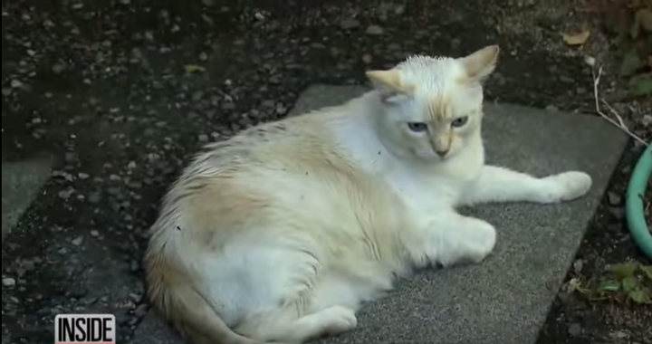 Mèo ‘giang hồ’ 1 mình cào nát mặt 7 con pitbull, ‘đánh’ luôn chủ chó nhập viện - 1