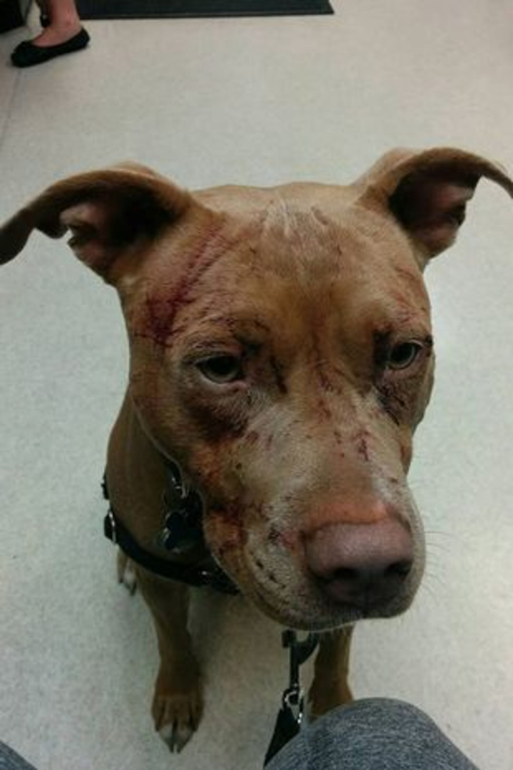 Mèo ‘giang hồ’ 1 mình cào nát mặt 7 con pitbull, ‘đánh’ luôn chủ chó nhập viện - 7