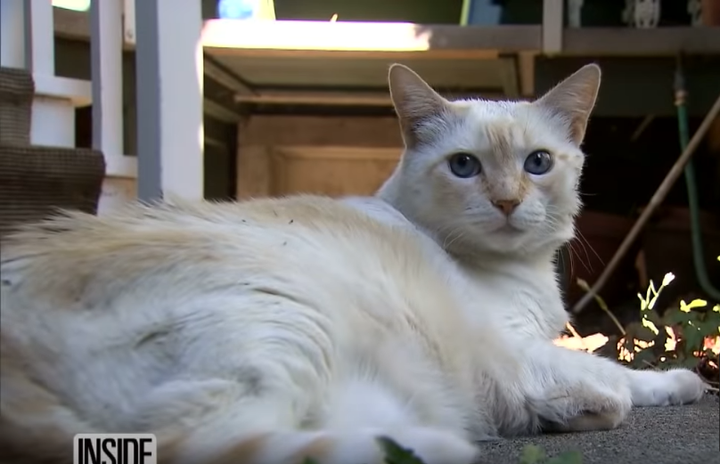 Mèo ‘giang hồ’ 1 mình cào nát mặt 7 con pitbull, ‘đánh’ luôn chủ chó nhập viện - 8