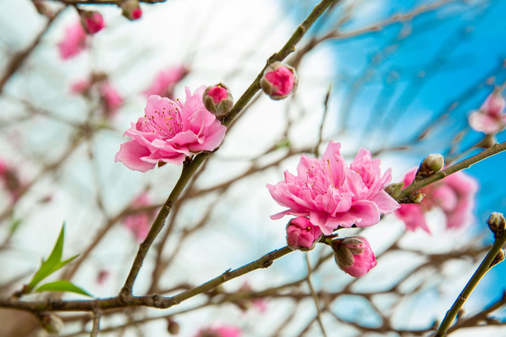 Vì sao tháng 1 âm lịch được gọi là tháng Giêng? - 1