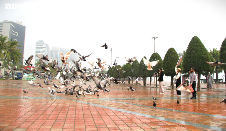 10 năm đón Tết cùng hàng nghìn chú bồ câu ở Vườn chim Hòa Bình - 3