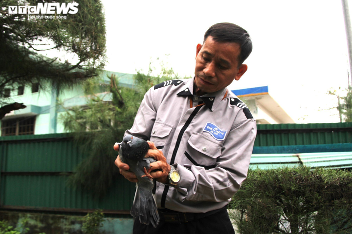 10 năm đón Tết cùng hàng nghìn chú bồ câu ở Vườn chim Hòa Bình - 2