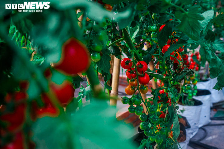 Ảnh: Ngắm linh vật hổ tại đường hoa Nguyễn Huệ - 10