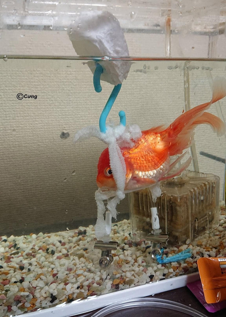 Bật cười trước những hình ảnh kỳ quặc chỉ nhìn thôi cũng thấy 'hại não' để hiểu - 4