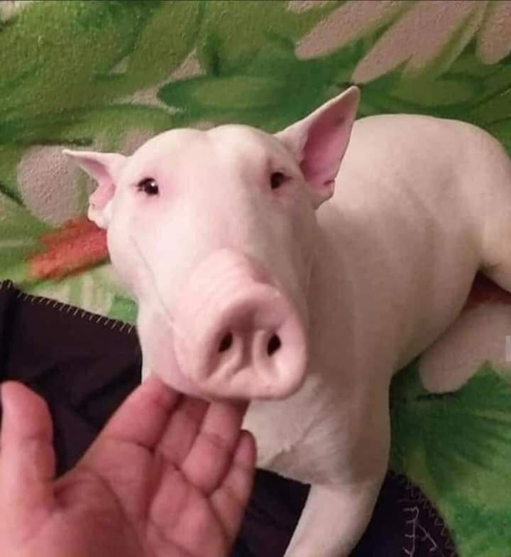 Bật cười trước những hình ảnh kỳ quặc chỉ nhìn thôi cũng thấy 'hại não' để hiểu - 5