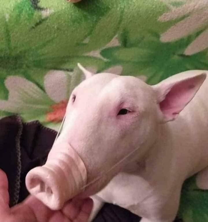 Bật cười trước những hình ảnh kỳ quặc chỉ nhìn thôi cũng thấy 'hại não' để hiểu - 6