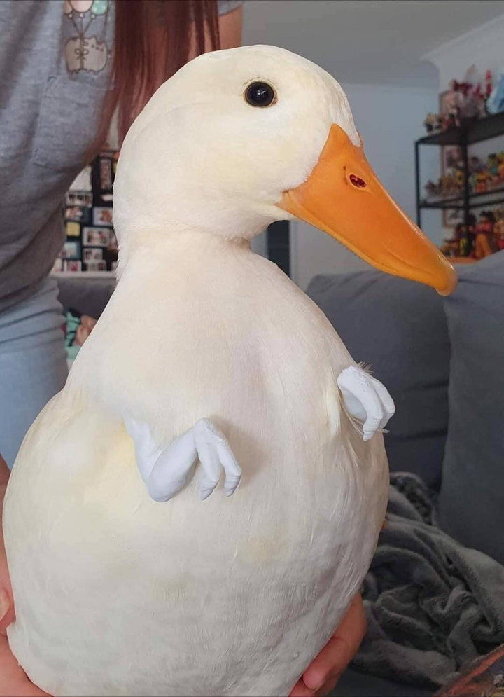 Bật cười trước những hình ảnh kỳ quặc chỉ nhìn thôi cũng thấy 'hại não' để hiểu - 8