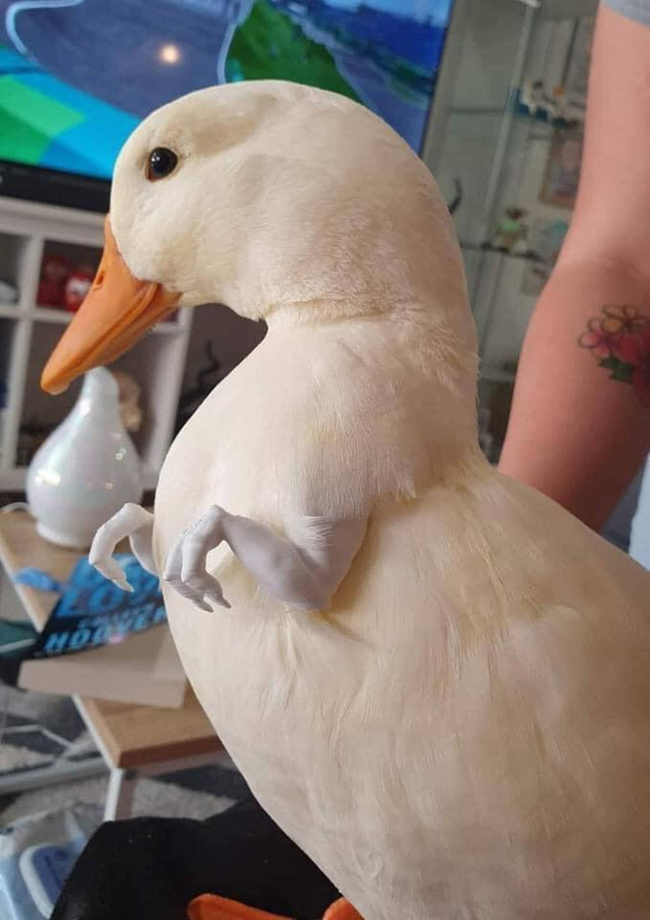 Bật cười trước những hình ảnh kỳ quặc chỉ nhìn thôi cũng thấy 'hại não' để hiểu - 7