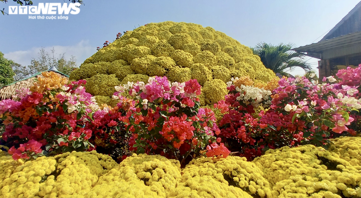 Ảnh: Ngỡ ngàng bó cúc mâm xôi khổng lồ ở miền Tây - 3