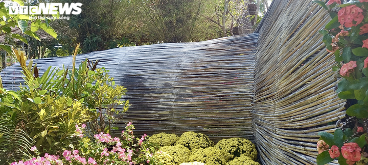 Ảnh: Ngỡ ngàng bó cúc mâm xôi khổng lồ ở miền Tây - 5