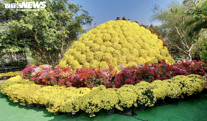 Ảnh: Ngỡ ngàng bó cúc mâm xôi khổng lồ ở miền Tây - 2