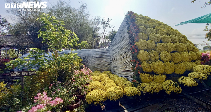 Ảnh: Ngỡ ngàng bó cúc mâm xôi khổng lồ ở miền Tây - 1