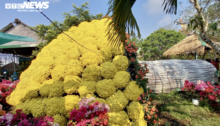 Ảnh: Ngỡ ngàng bó cúc mâm xôi khổng lồ ở miền Tây - 12
