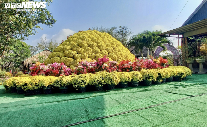 Ảnh: Ngỡ ngàng bó cúc mâm xôi khổng lồ ở miền Tây - 10