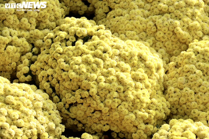 Ảnh: Ngỡ ngàng bó cúc mâm xôi khổng lồ ở miền Tây - 7