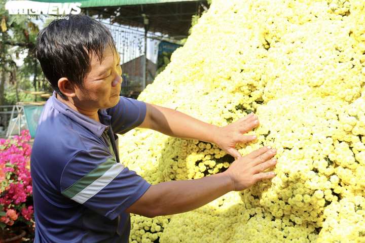 Ảnh: Ngỡ ngàng bó cúc mâm xôi khổng lồ ở miền Tây - 11
