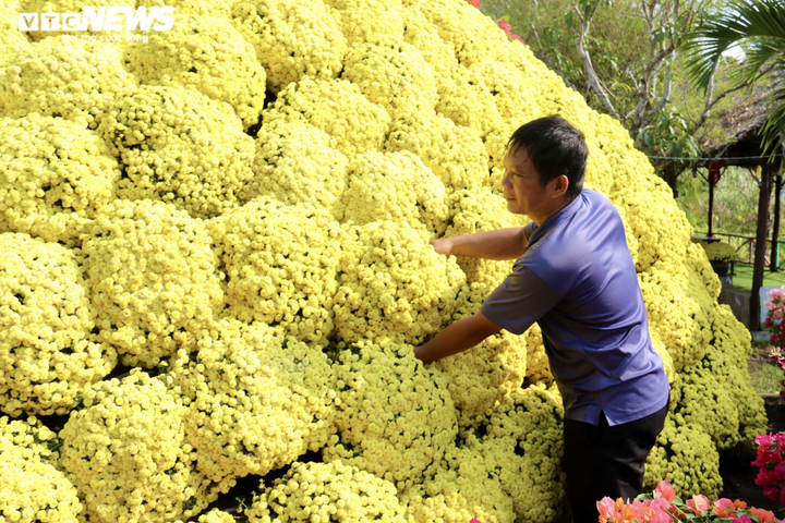 Ảnh: Ngỡ ngàng bó cúc mâm xôi khổng lồ ở miền Tây - 6