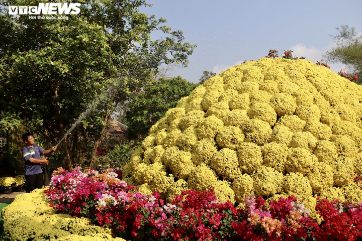 Ảnh: Ngỡ ngàng bó cúc mâm xôi khổng lồ ở miền Tây - 9