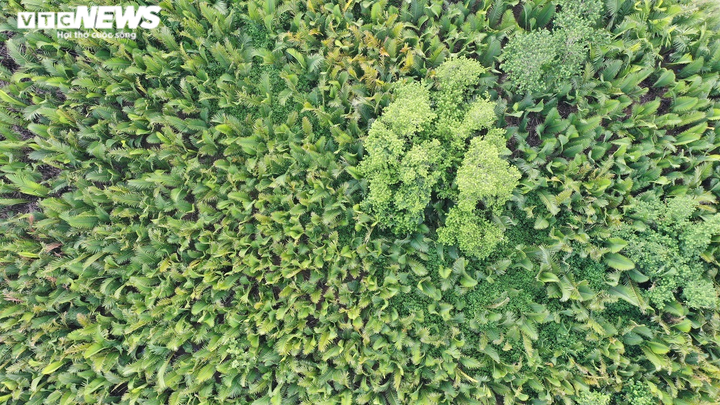 Ảnh: Khám phá rừng dừa nước trăm tuổi trên dòng Kinh Giang - 8