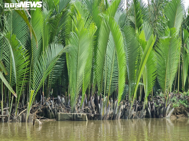 Ảnh: Khám phá rừng dừa nước trăm tuổi trên dòng Kinh Giang - 6