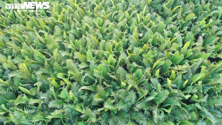 Ảnh: Khám phá rừng dừa nước trăm tuổi trên dòng Kinh Giang - 4