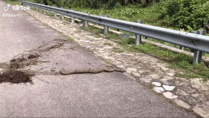 ‘Xỉu ngang’ phát hiện sinh vật lạ đang bò, đáng sợ hơn là không ai biết - 1