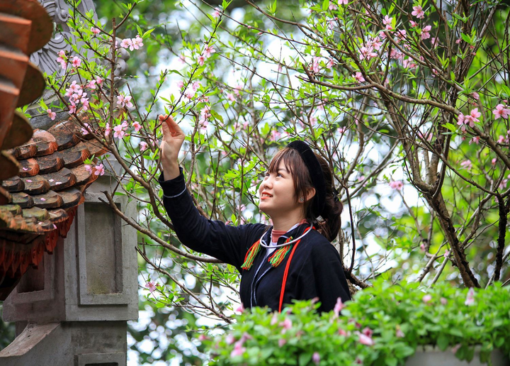 Ảnh: Đỉnh Tây Thiên ngập tràn sắc hoa, báo hiệu mùa xuân về - 7