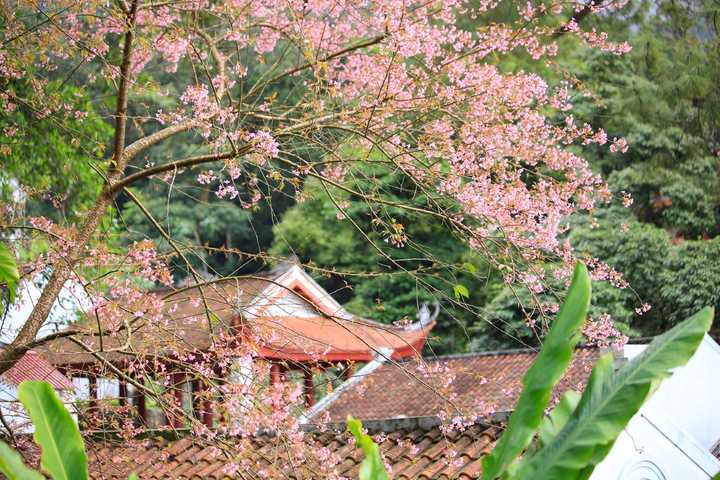 Ảnh: Đỉnh Tây Thiên ngập tràn sắc hoa, báo hiệu mùa xuân về - 2