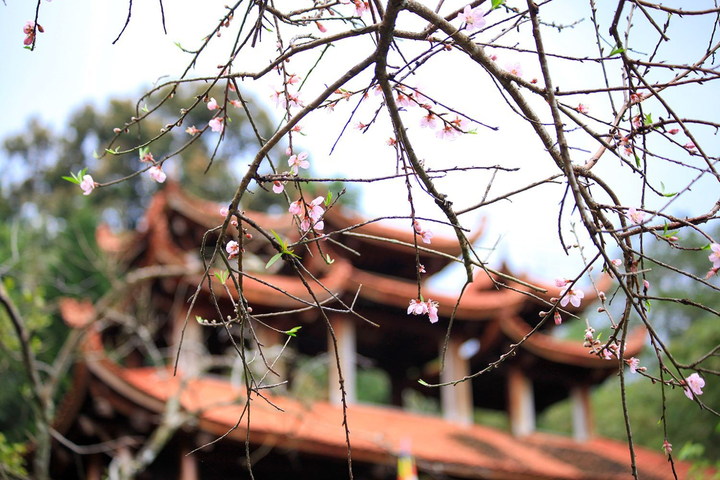 Ảnh: Đỉnh Tây Thiên ngập tràn sắc hoa, báo hiệu mùa xuân về - 6