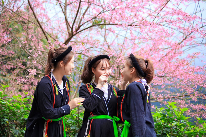 Ảnh: Đỉnh Tây Thiên ngập tràn sắc hoa, báo hiệu mùa xuân về - 3